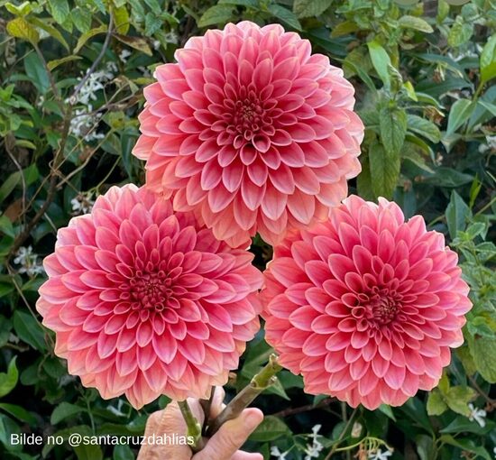 KA’s® Guava (1 limits)